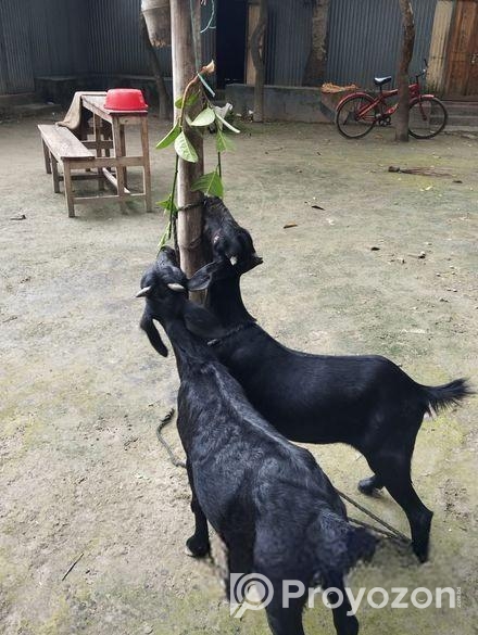 ১ জোরা খাসি ছাগল বিক্রয় করা হবে