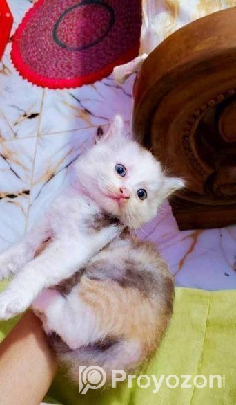Parsian Kitty