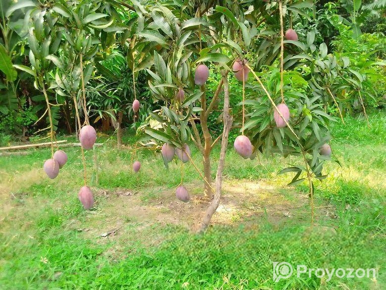 সুস্বাদু, আকর্ষণীয়, কাঁচামিঠা, মিষ্টি আম বিক্রি ক