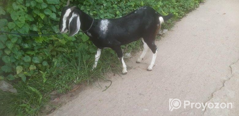 পাঠি ছাগল