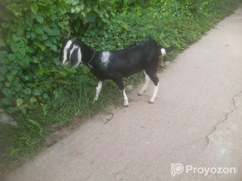 পাঠি ছাগল