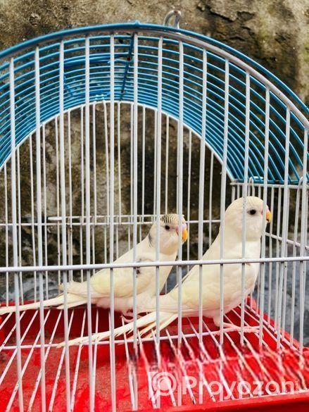 Pakhi Gula Sell Kora Hobe