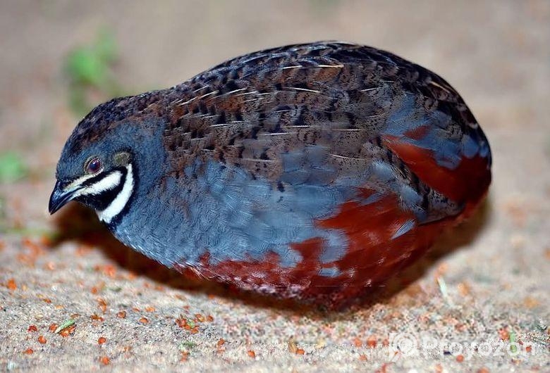 তিতির মুরগি ও কিং কোয়েলের বাচ্চা এবং বিজ ডিম বিক্র