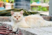 Persian Cat
