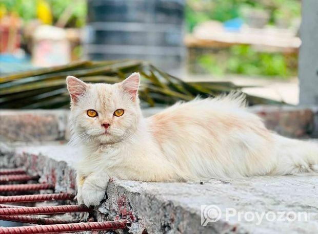Persian Cat