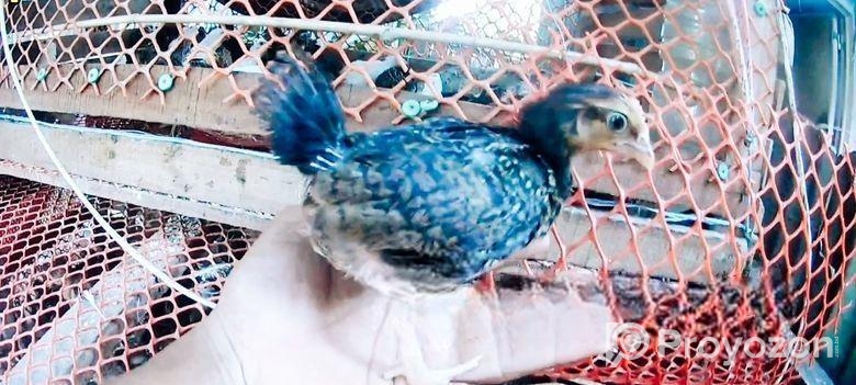 দেশি মুরগির বাচ্চা