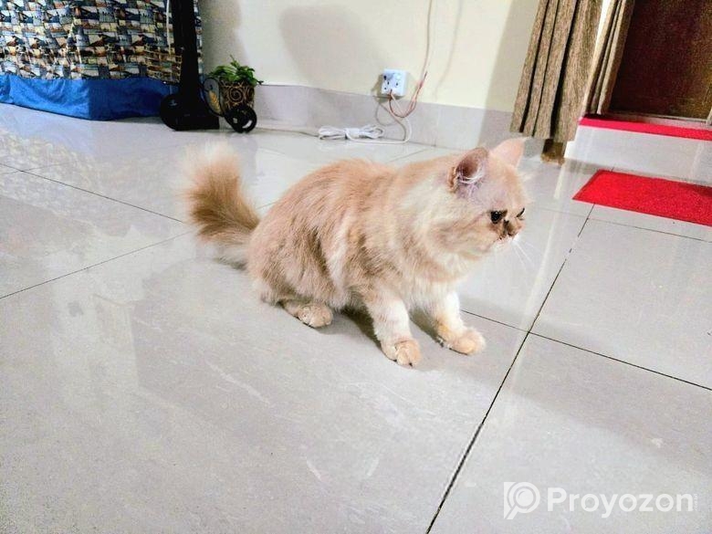 পার্শিয়ান বিড়াল