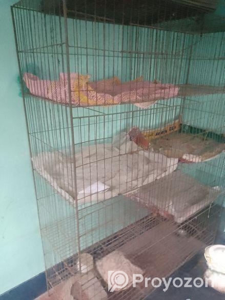 পাখির খাঁচা বিক্রি হবে