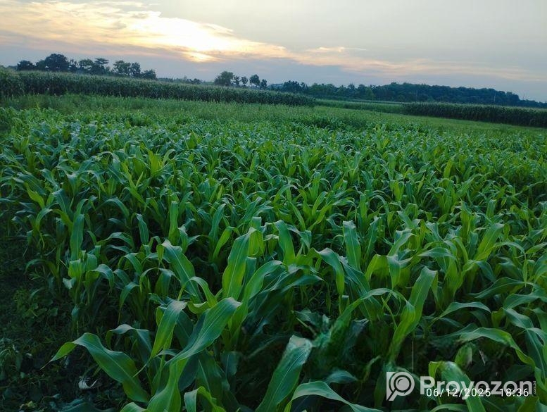 নতুন কুষ্টিয়া মেডিকেল কলেজ এর পিছনে ১০ শতক স্কয়ার