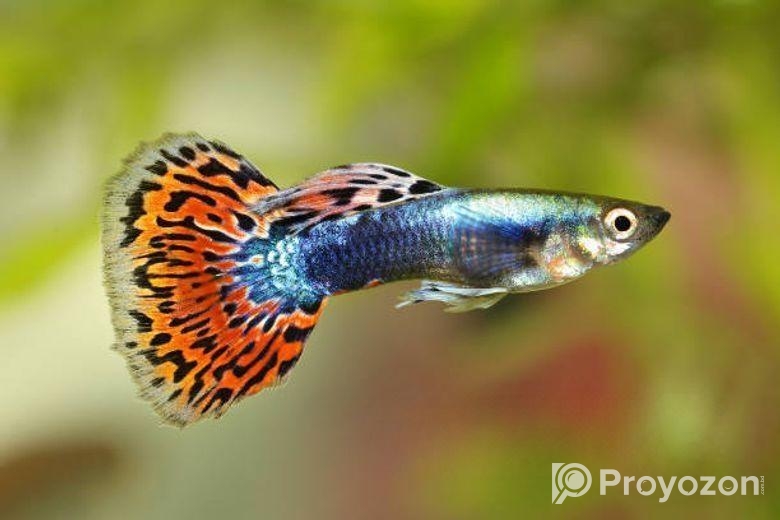 গাপ পি মাছ