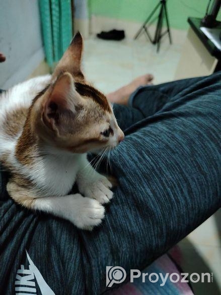 দুটি বিড়াল একসাথে এডাপশন