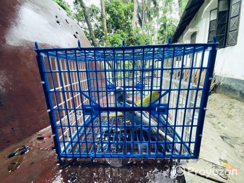 ফুল সেটআপসহ পাখি