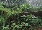 আশুলিয়া “নাভানা ভ্যালী” প্রকল্পে ২.৫০ কাঠা সাইজ