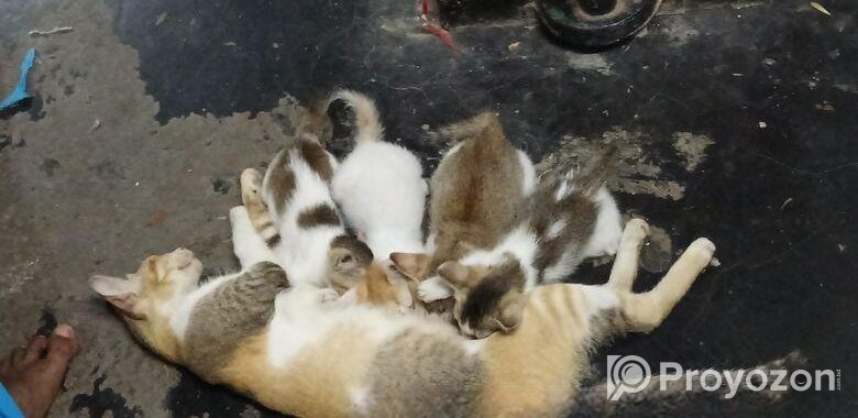 ছোট বিড়ালের বাচ্চা