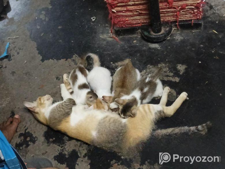 ছোট বিড়ালের বাচ্চা