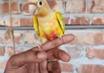 Pineapple conure half tame