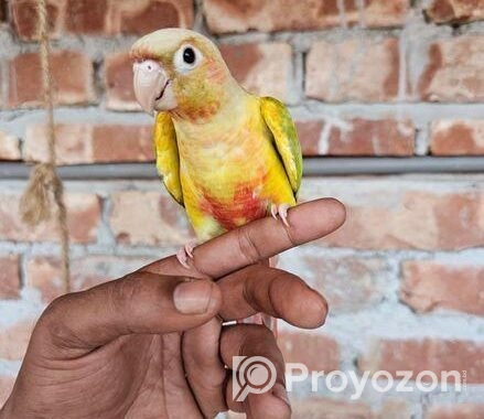Pineapple conure half tame