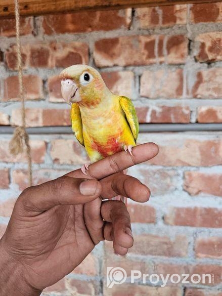Pineapple conure half tame
