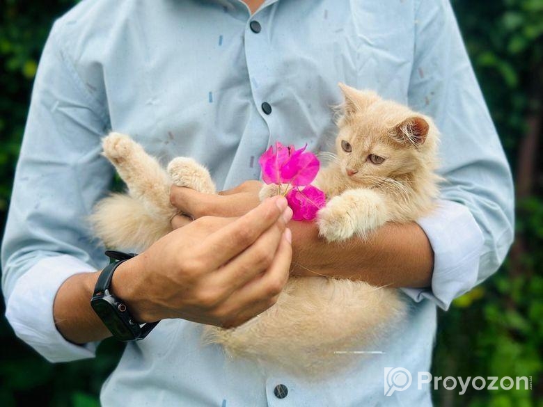 পারসিয়ান বিড়াল