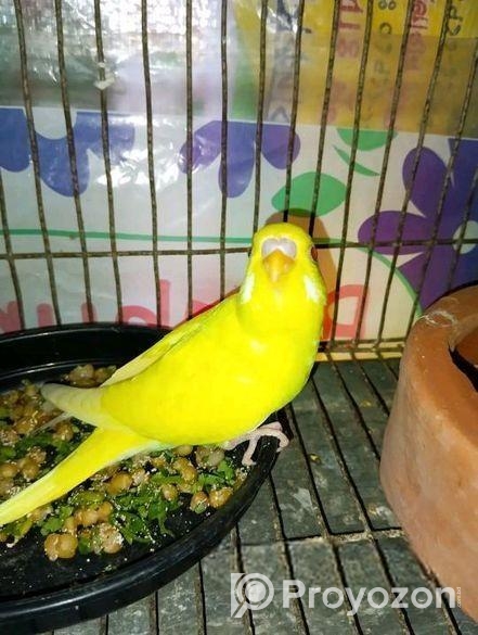 বাজরিগার পাখি