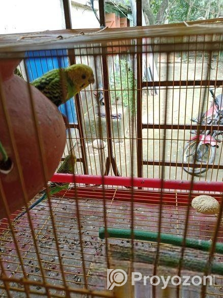 বাজরীগড় পাখি বিক্রি