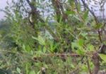মেন্দি/মেহেদী গাছ