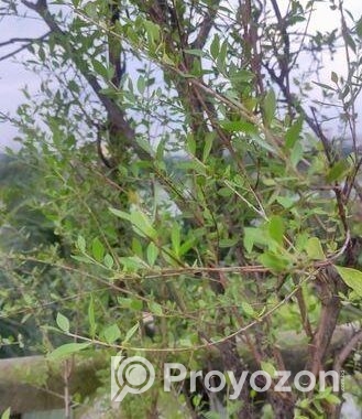 মেন্দি/মেহেদী গাছ