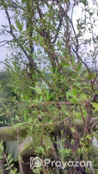 মেন্দি/মেহেদী গাছ