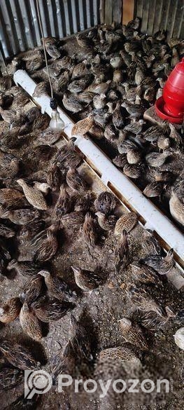 কোয়েল পাখির ডিম বিক্রি