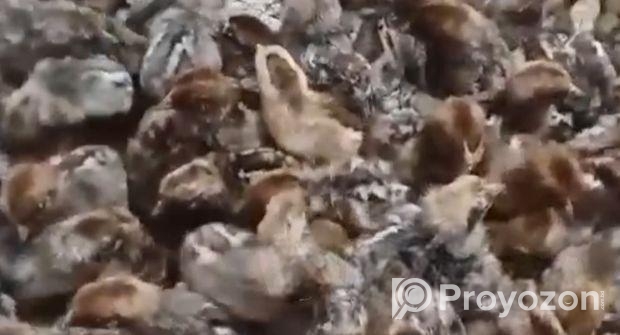 মিসরিয় ফাউমি মুরগীর বাচ্চা