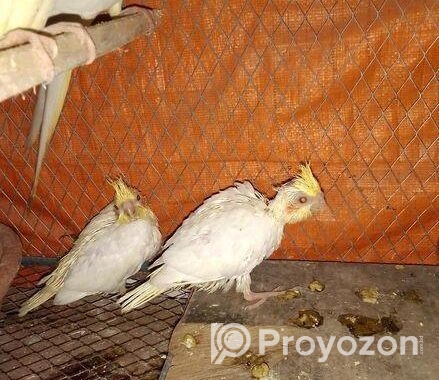 একজোড়া লুটিনো পাল বিক্রি করা হবে ৩৫০০