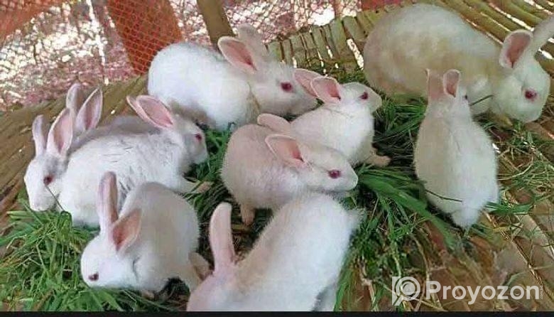 খরগোশ বিক্রি হবে