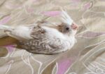 Cockatiel / কোকাটেল