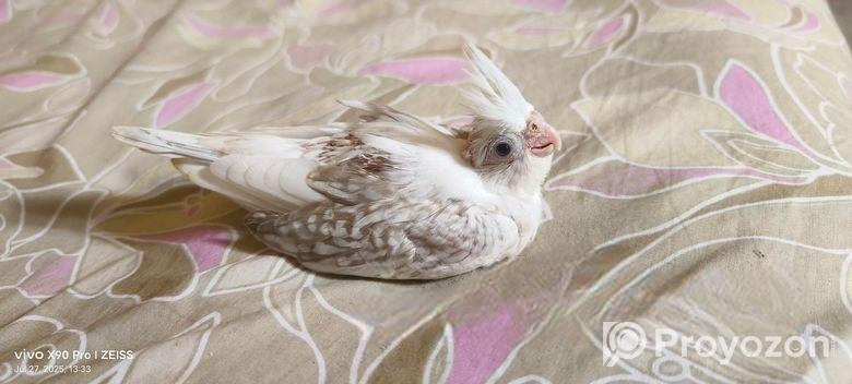 Cockatiel / কোকাটেল
