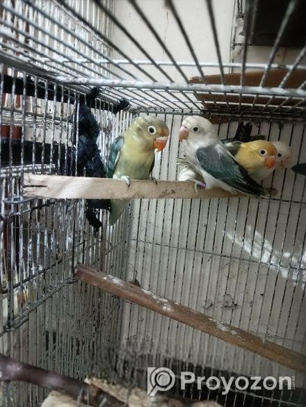 লাভ বার্ড পারব্লু ফিসার