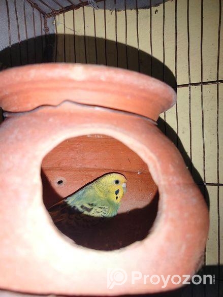 এক জোড়া বাজিগার পাখি