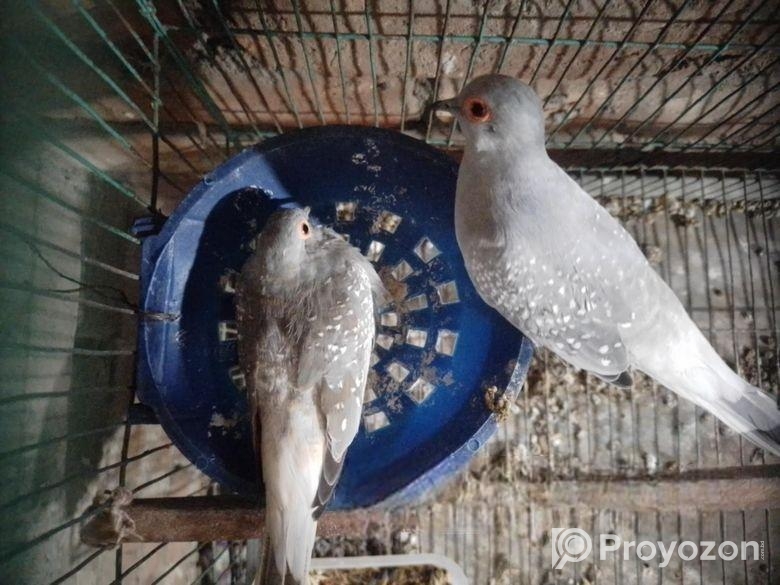 ডিমসহ ডায়মন্ড ডাব ঘুঘু বিক্রি করা হবে