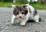 High quality mixed persian