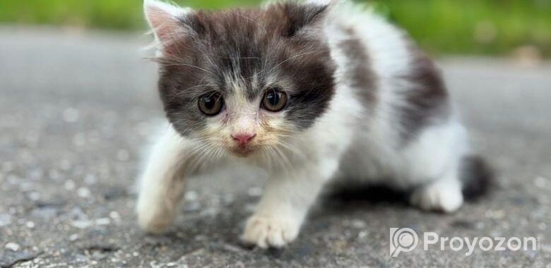 High quality mixed persian