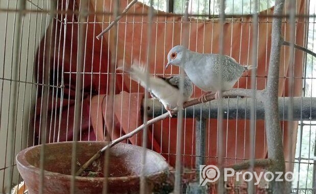 Love Bird & Diamond Dove For Sale