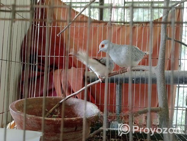 Love Bird & Diamond Dove For Sale