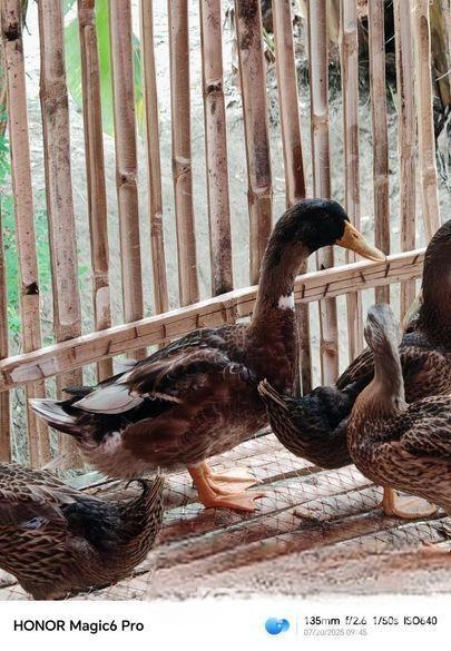 পাতি হাঁস বিক্রি যবে ১. ৮ কেজি ওজন