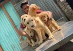 golden retriever . highest quality of BD