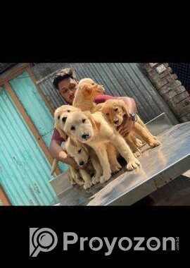 golden retriever . highest quality of BD