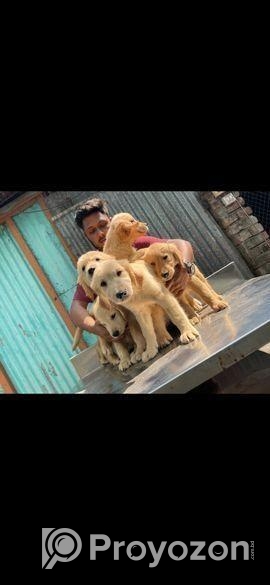 golden retriever . highest quality of BD