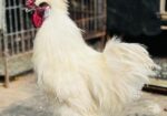 Silky murgi