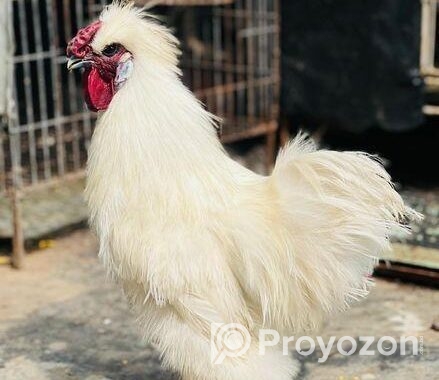 Silky murgi