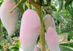 সুস্বাদু, আকর্ষণীয়, কাঁচামিঠা, মিষ্টি আম বিক্রি ক