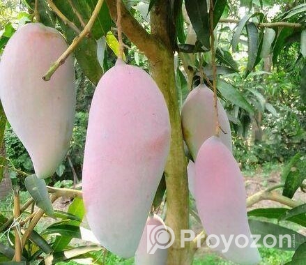 সুস্বাদু, আকর্ষণীয়, কাঁচামিঠা, মিষ্টি আম বিক্রি ক