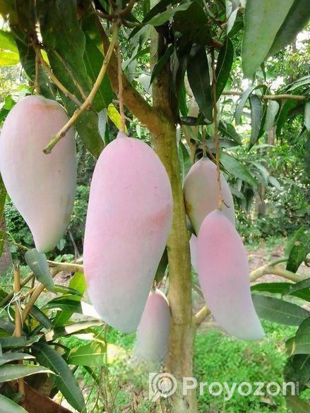 সুস্বাদু, আকর্ষণীয়, কাঁচামিঠা, মিষ্টি আম বিক্রি ক